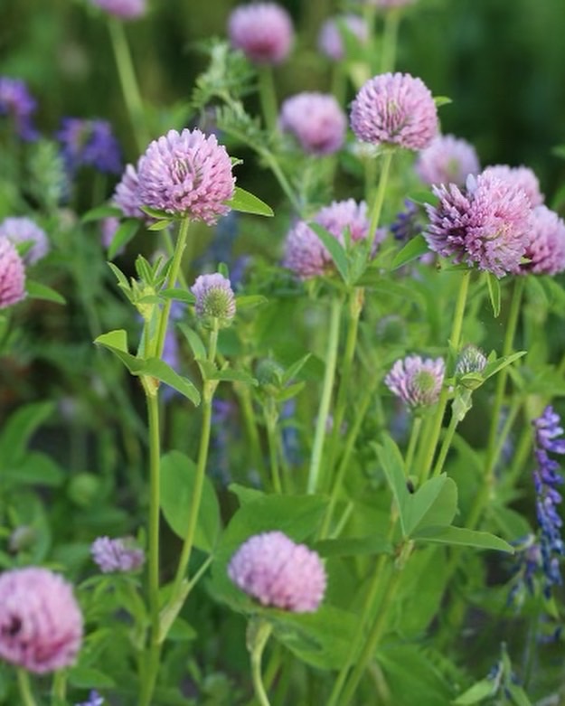 Red clover 3 stranded Fine wool - 2