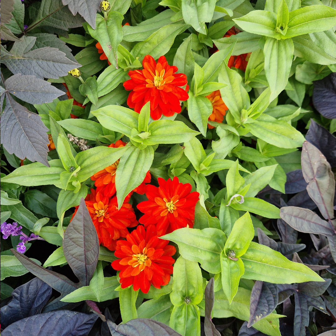 Zinnia - Cherry Queen - Kultursort