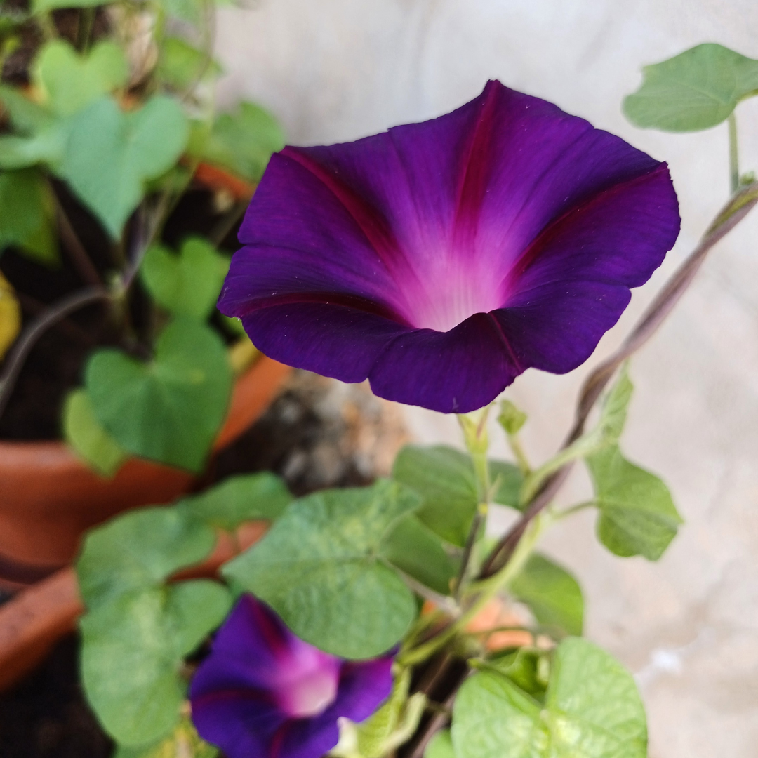 Purpurvinda - Knowlians Black Knight