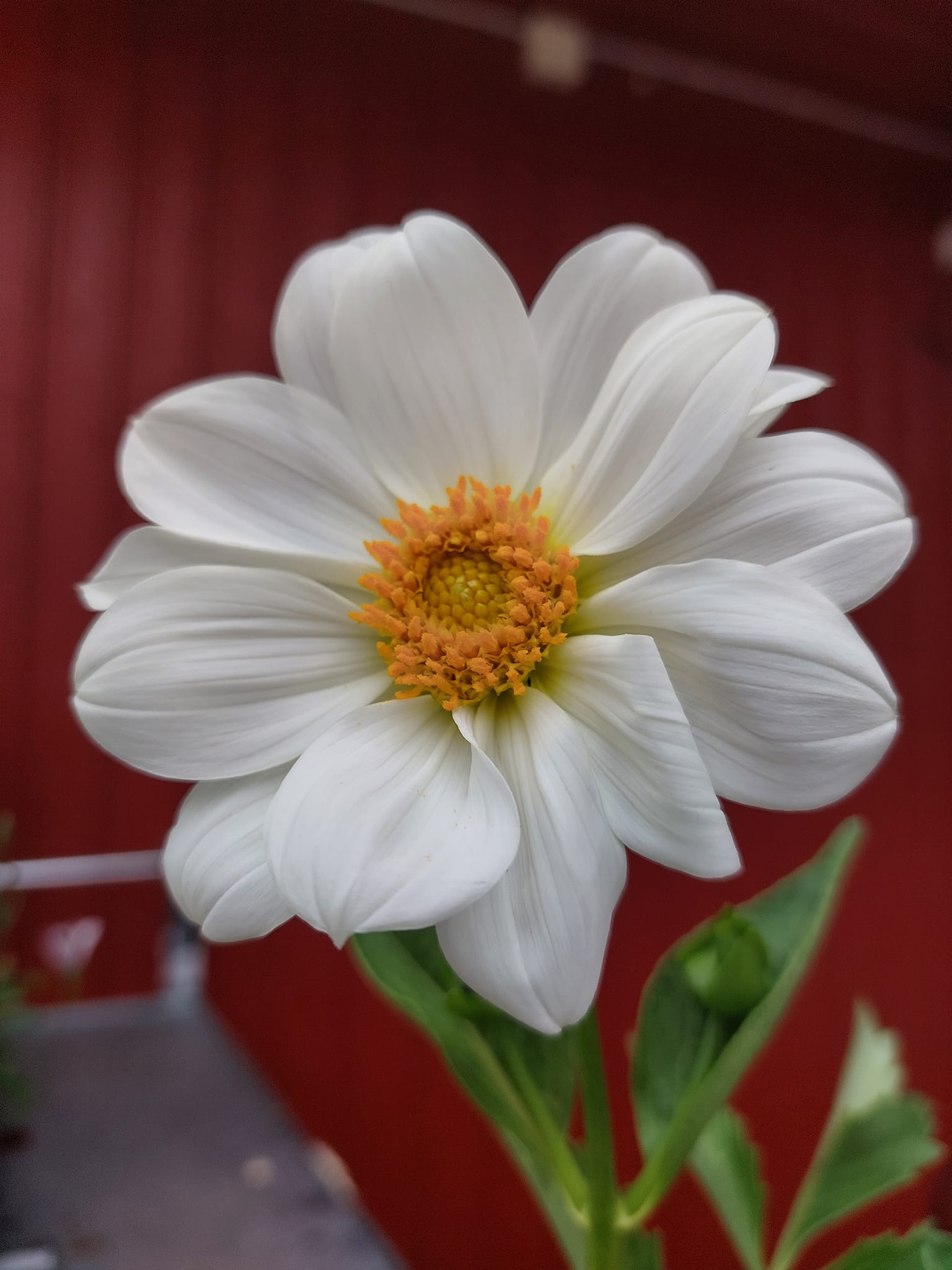 Dahlia Earlybird mixfärg 30 frö - 4