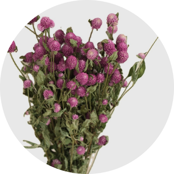 Klotamarant - Violet - Eternell