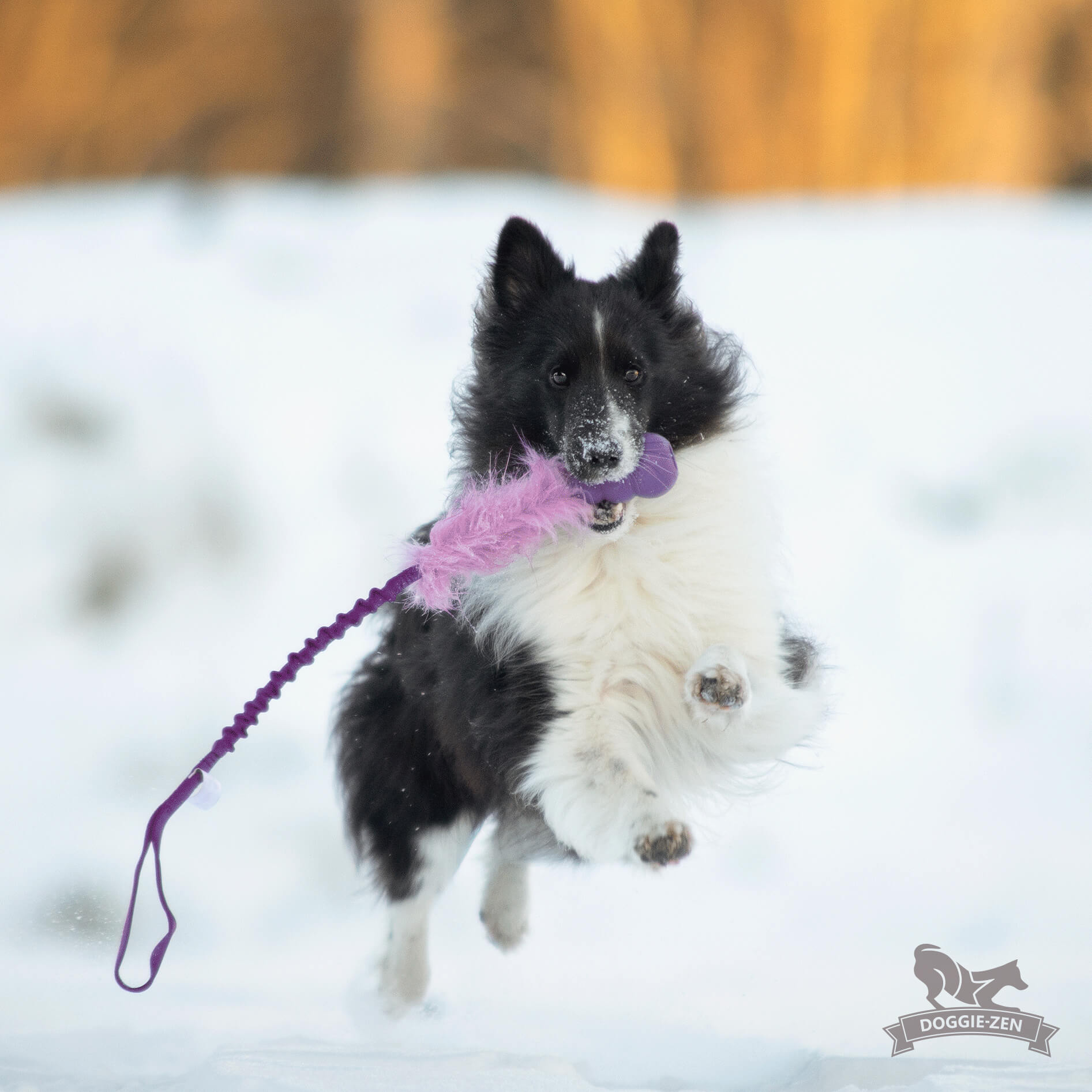 Bungee KONG Senior Tug S - Doggie-Zen