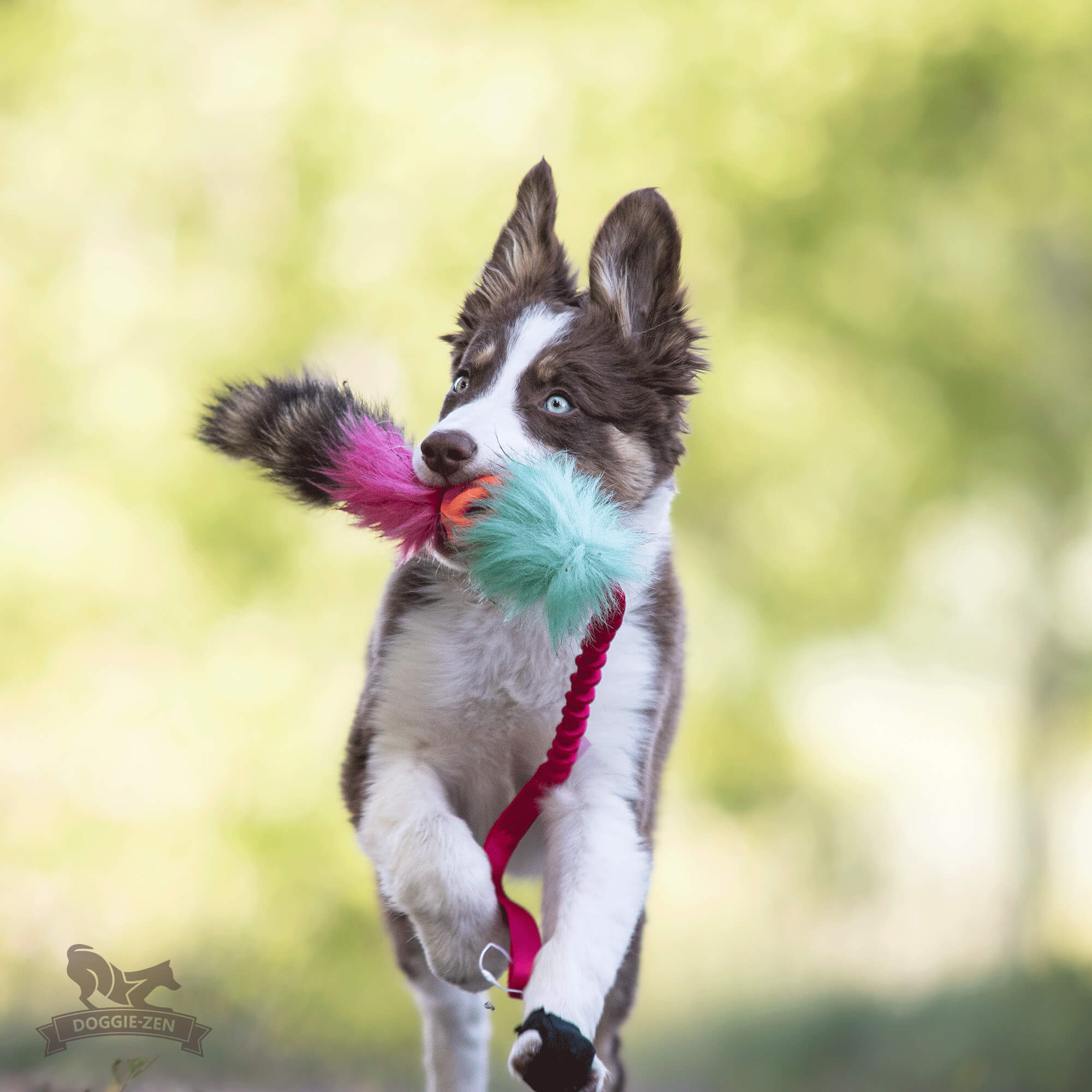 Bungee KONG Senior Tug S - Doggie-Zen