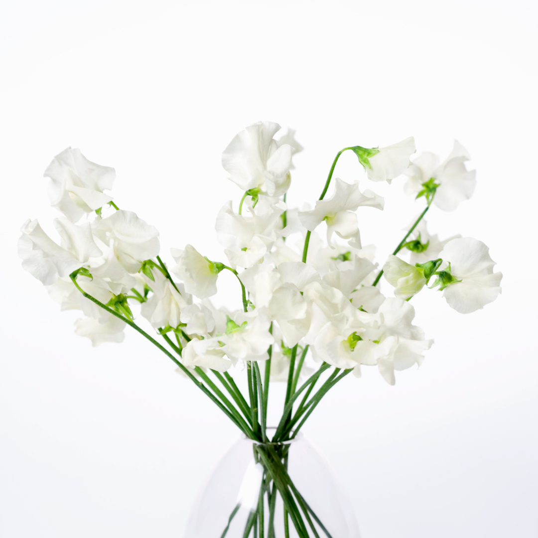 Luktärt - Mammoth White