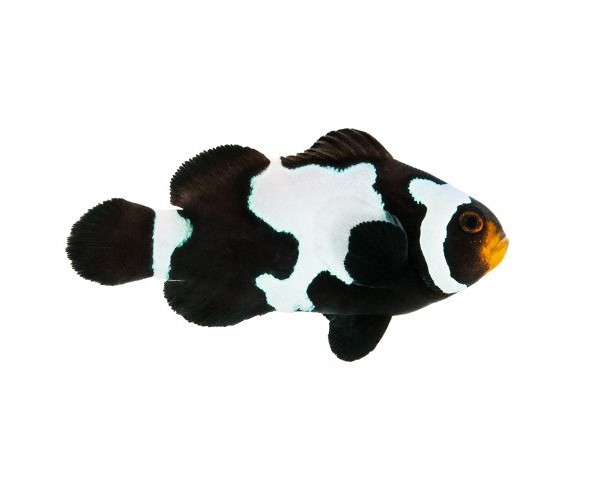 Amphirion ocellaris Black ice Snowflake (reef safe)