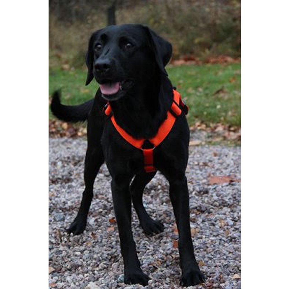 VGW Sele Orange - 6