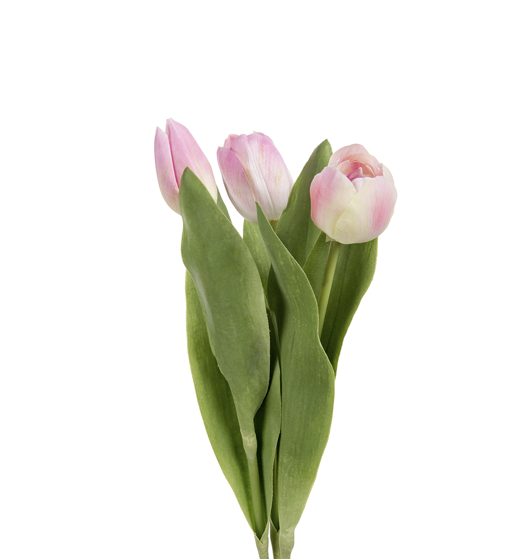 Tulpaner / Ljusrosa