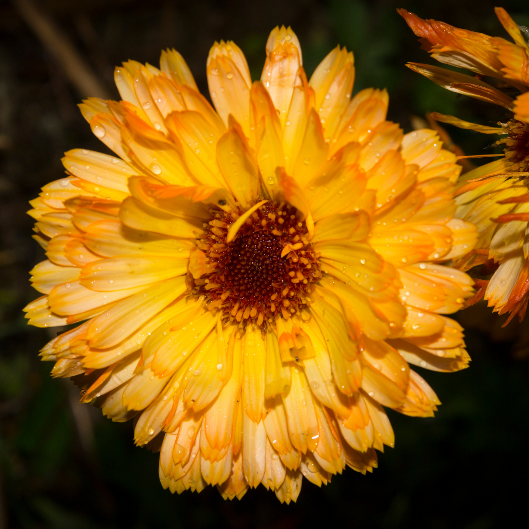 Ringblomma - Apricot Beauty