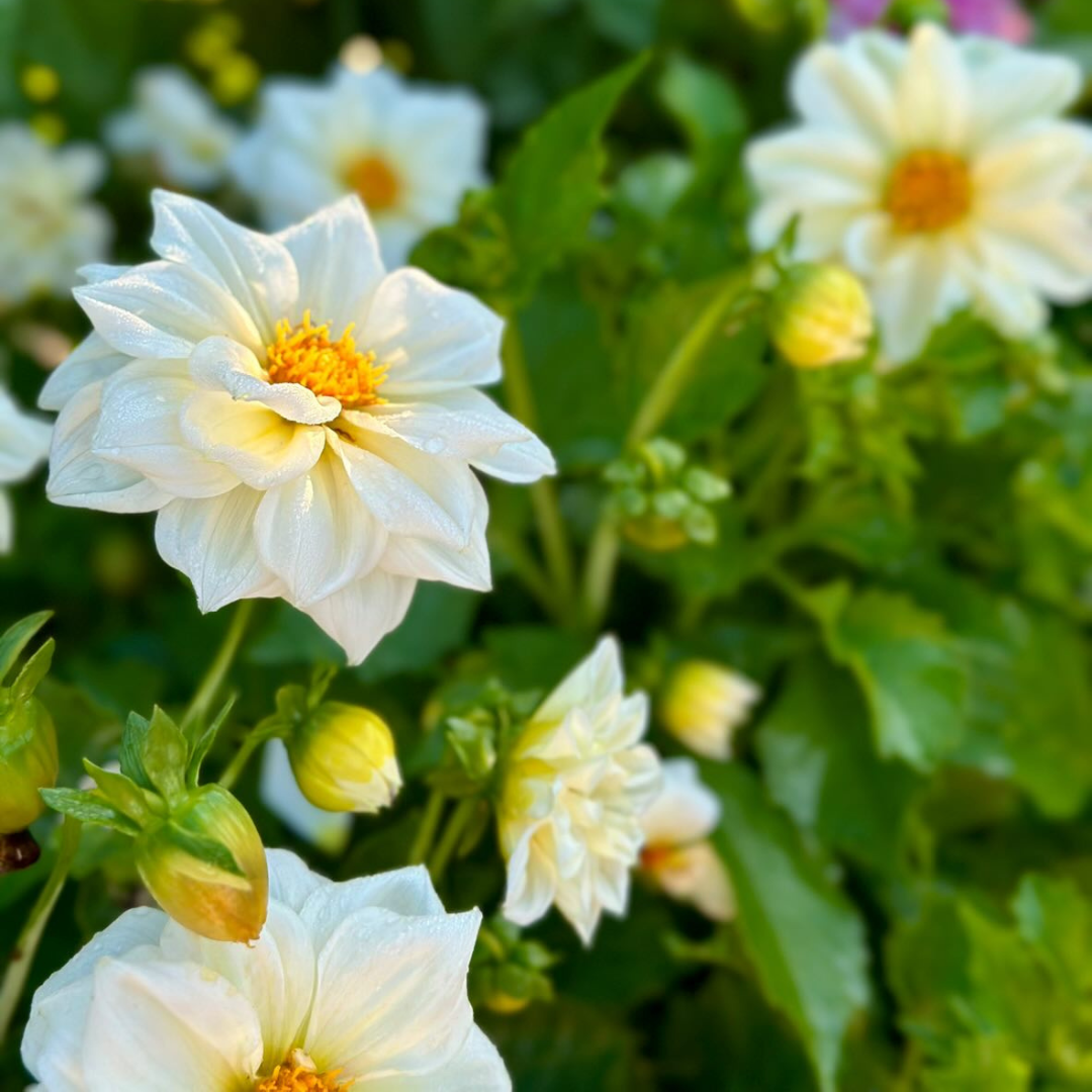 Dahlia - Opera White - 3