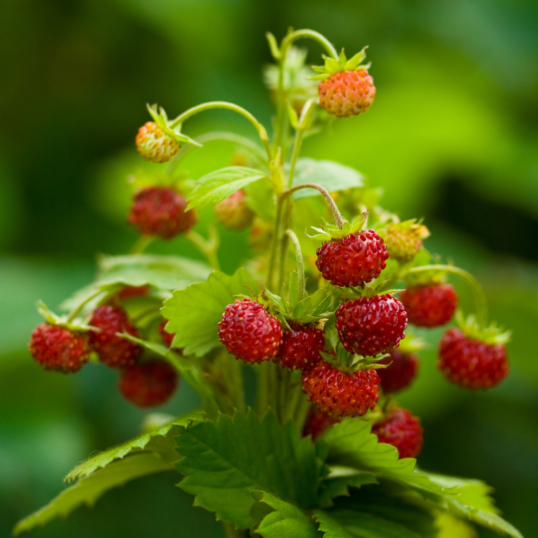 Månadssmultron - Rügen