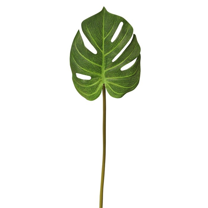 Kvist Monstera Grön, 64 cm