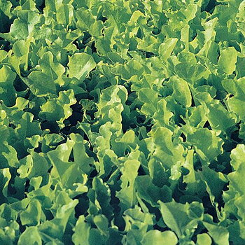 PLOCKSALLAT Bionda Ricciolina