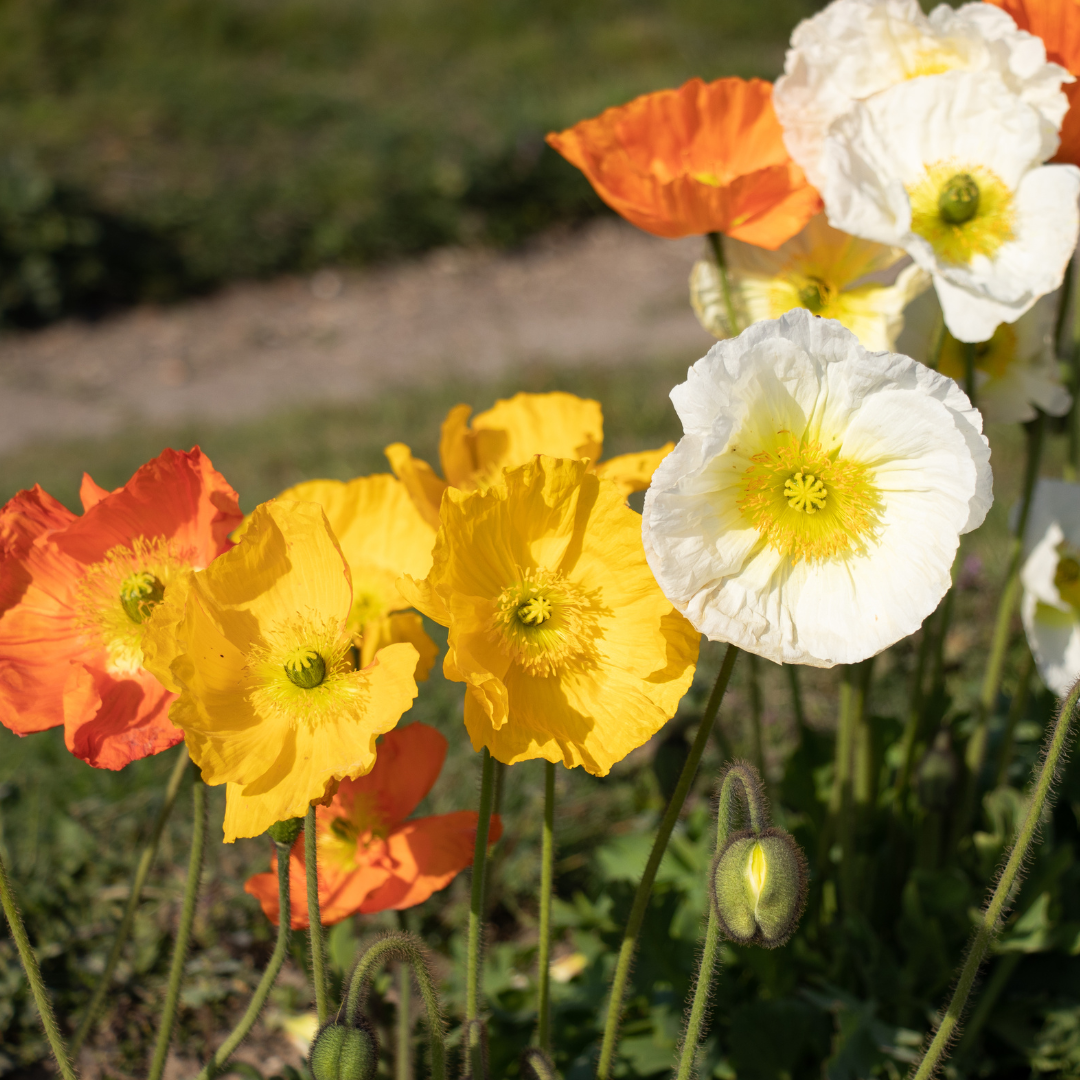 Sibirisk Vallmo - Artist Glory Mix