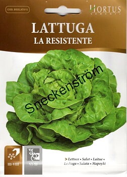 Huvudsallad "La Resistente"