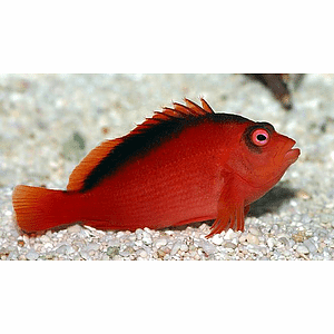 Neocirrhitus armatus (reef safe)