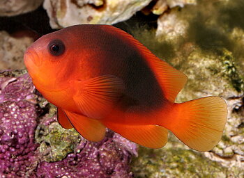 Amphiprion ephippium (reef safe)