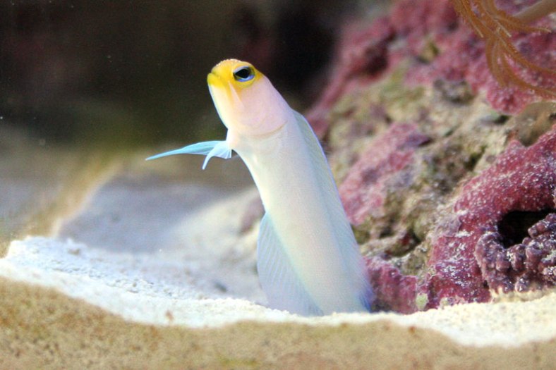 Opistognathus aurifrons (reef safe)
