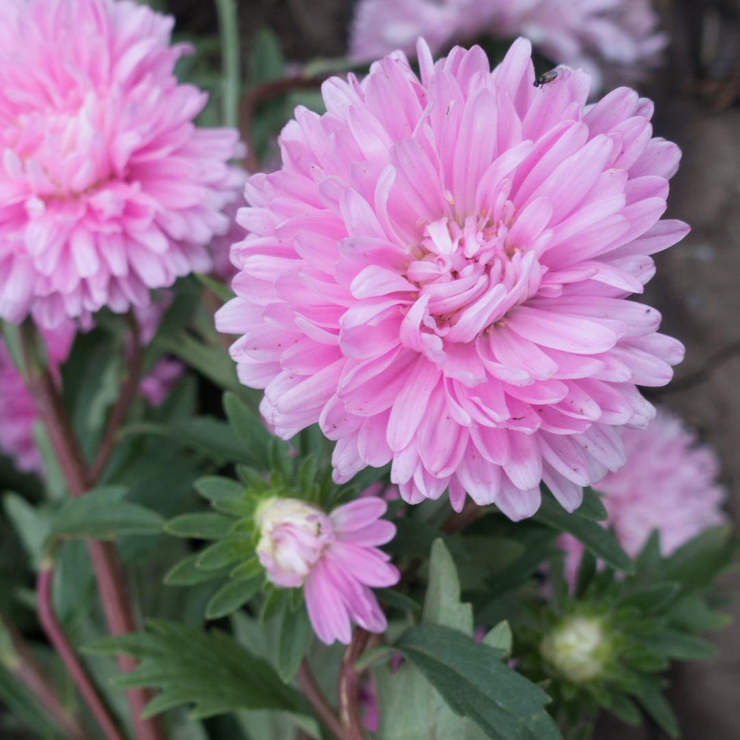 Sommaraster - Tall Duchesse Rose