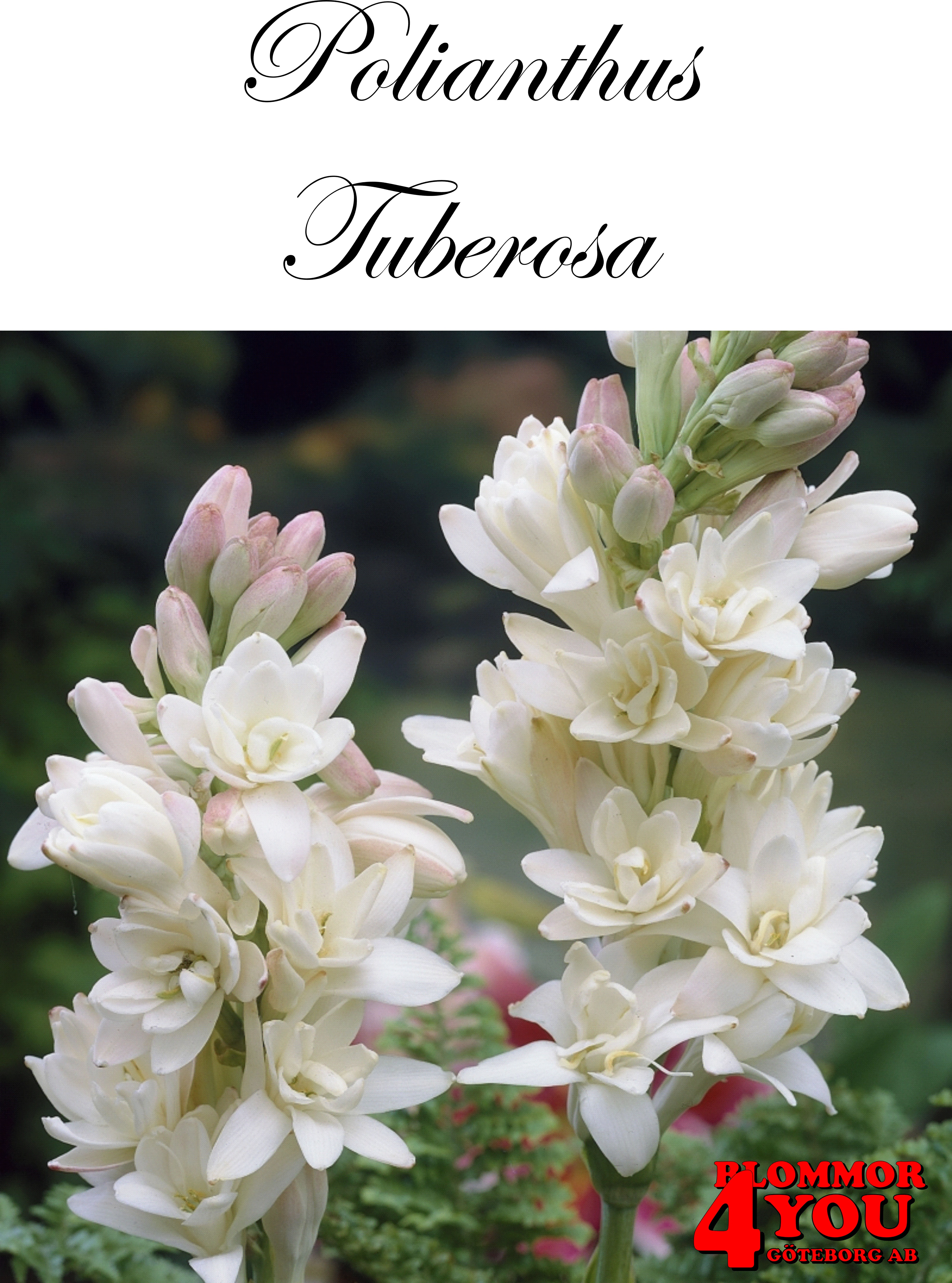 Polianthus Tuberosa