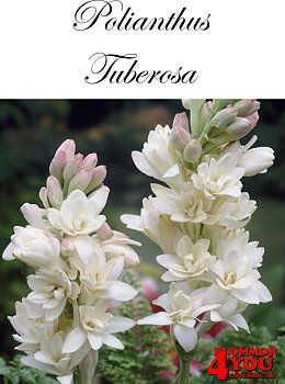 Polianthus Tuberosa