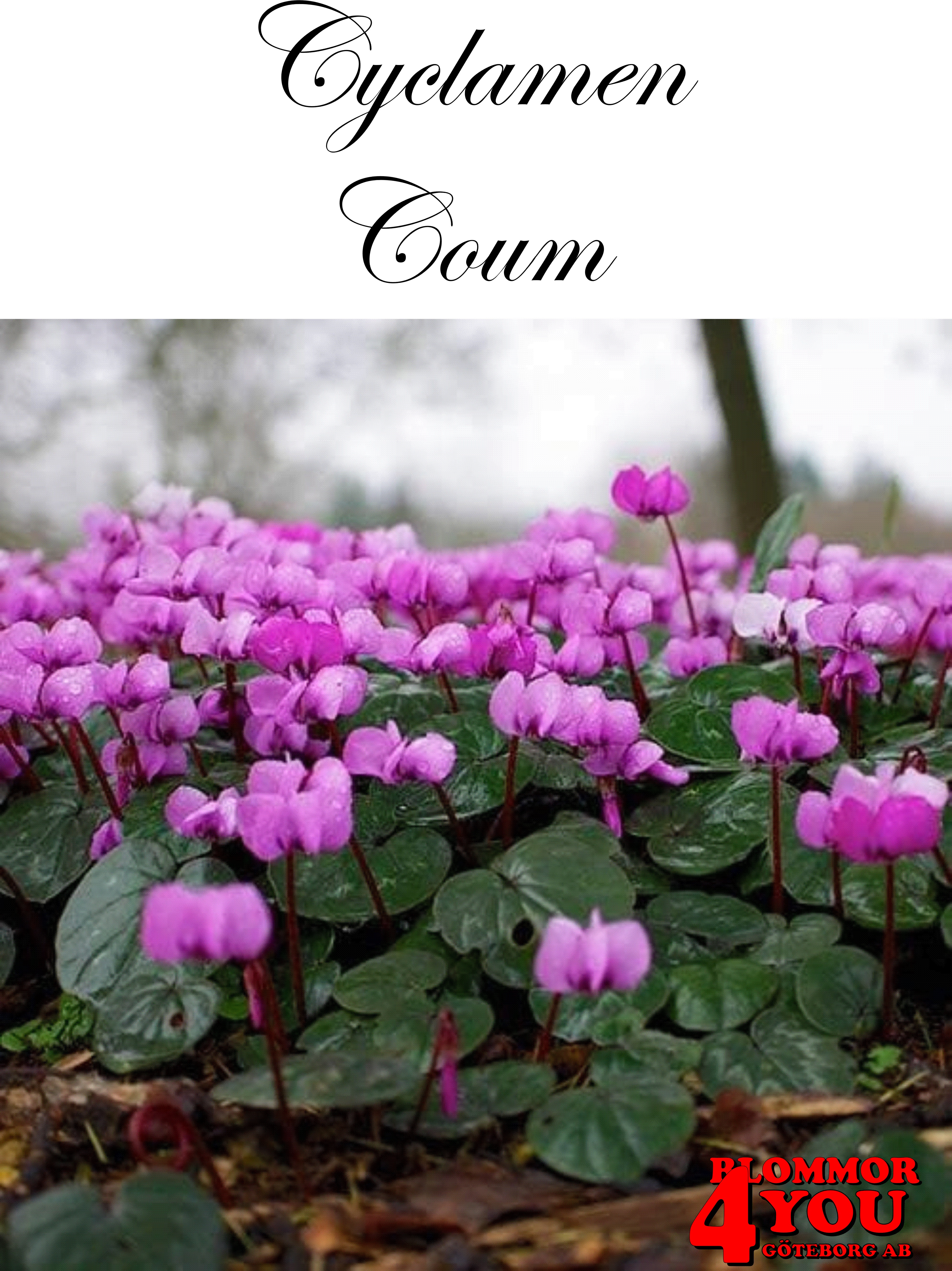 Cyclamen Coum