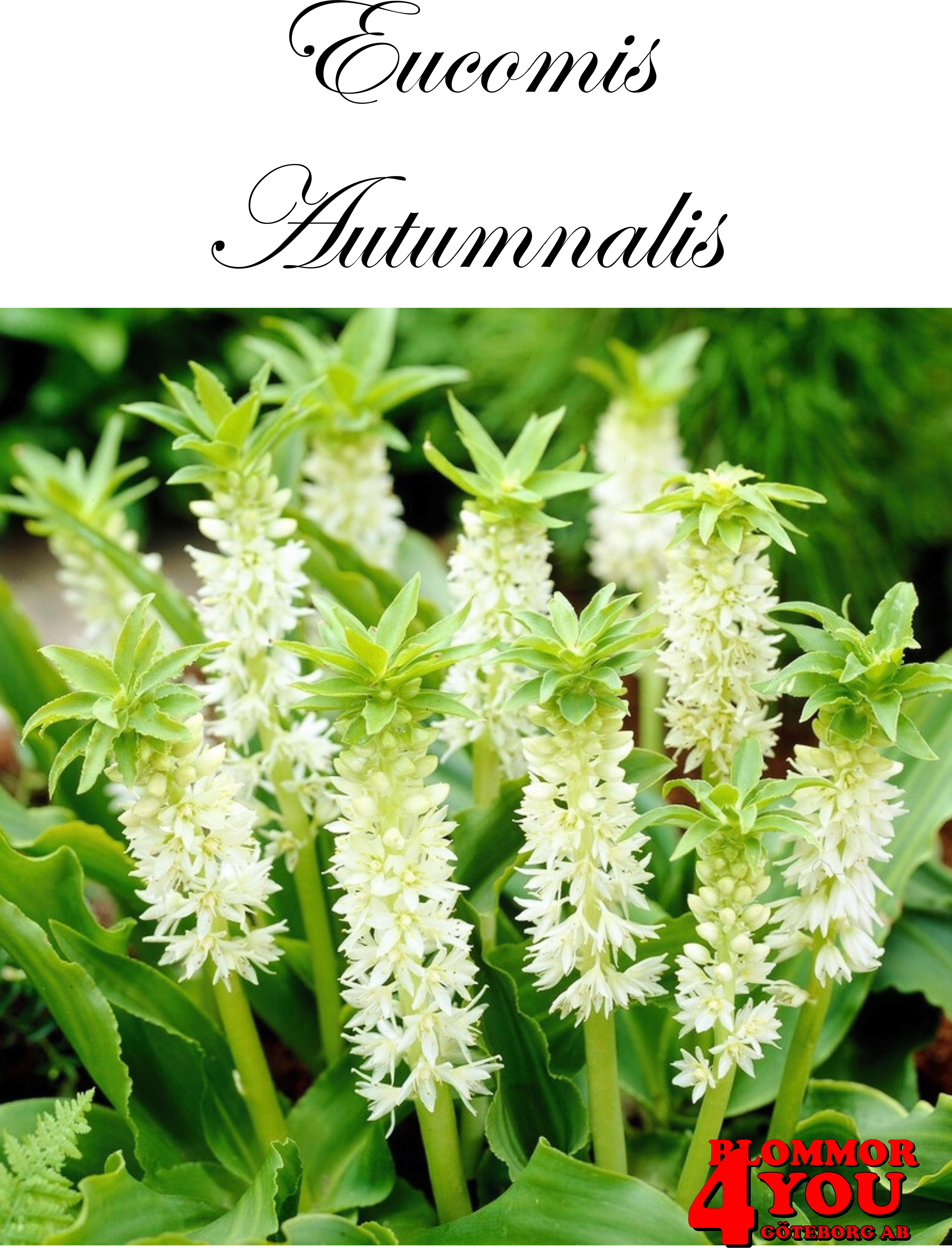 Eucomis autumnalis