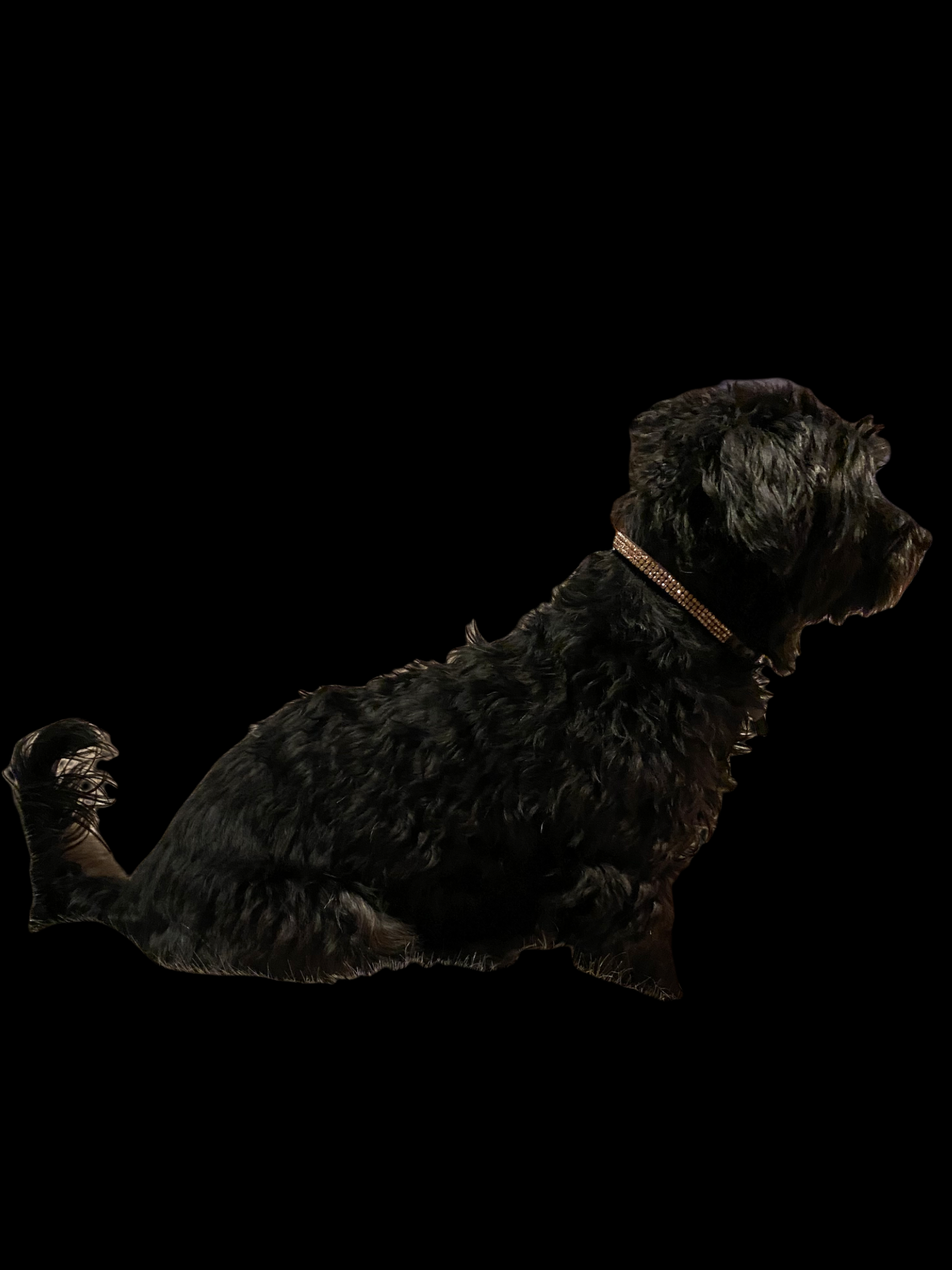 Diamond Dog Brown 3 Row Tiny Gold Swarovski Elements - 2