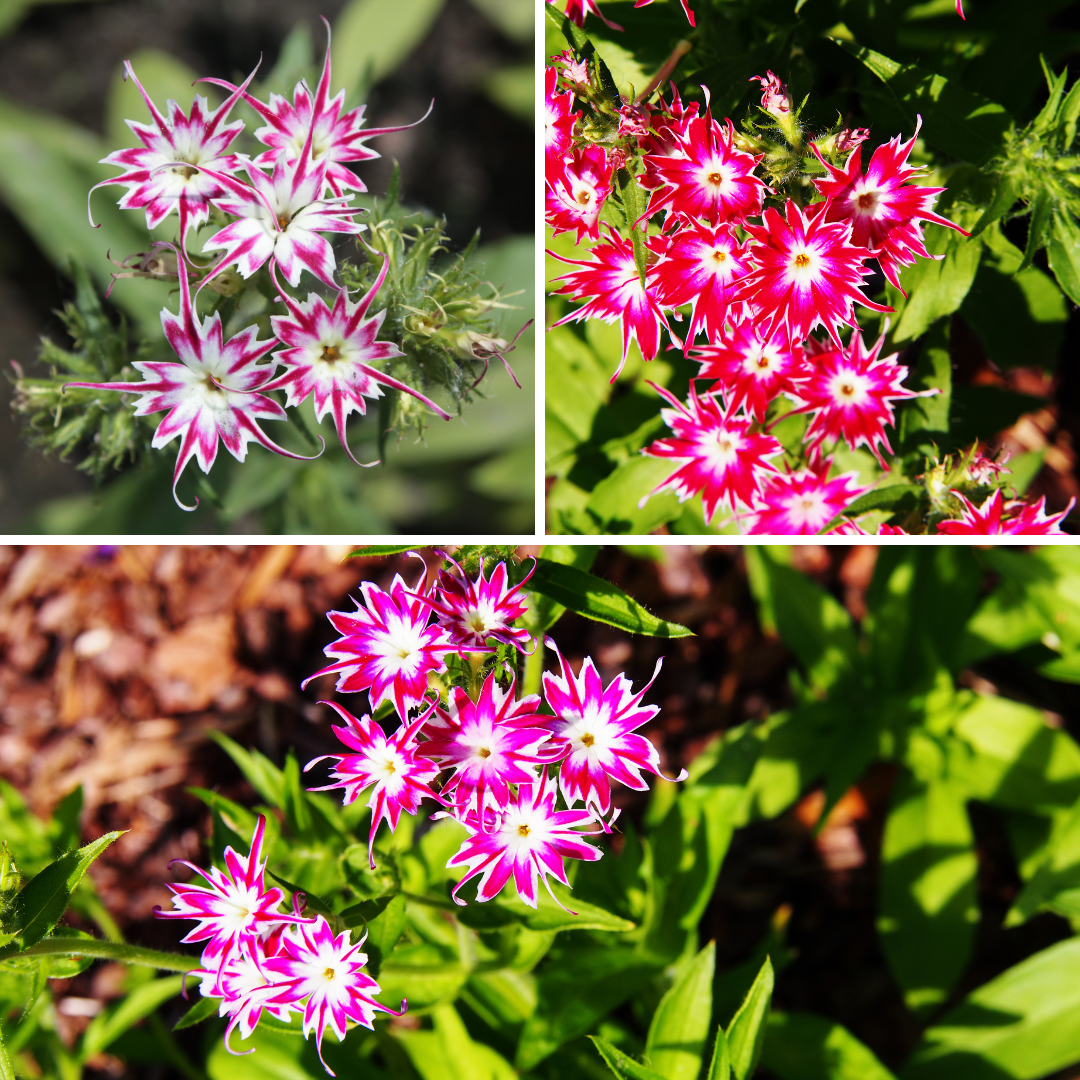 Sommarflox - Twinkles Dwarf Mix