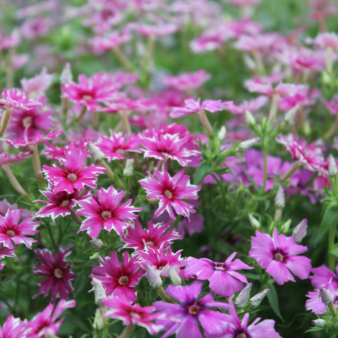 Sommarflox - Tall Mix