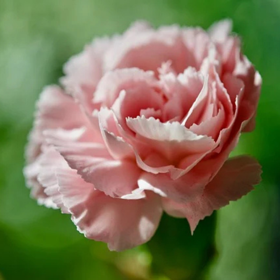 Trädgårdsnejlika - Chabaud La France