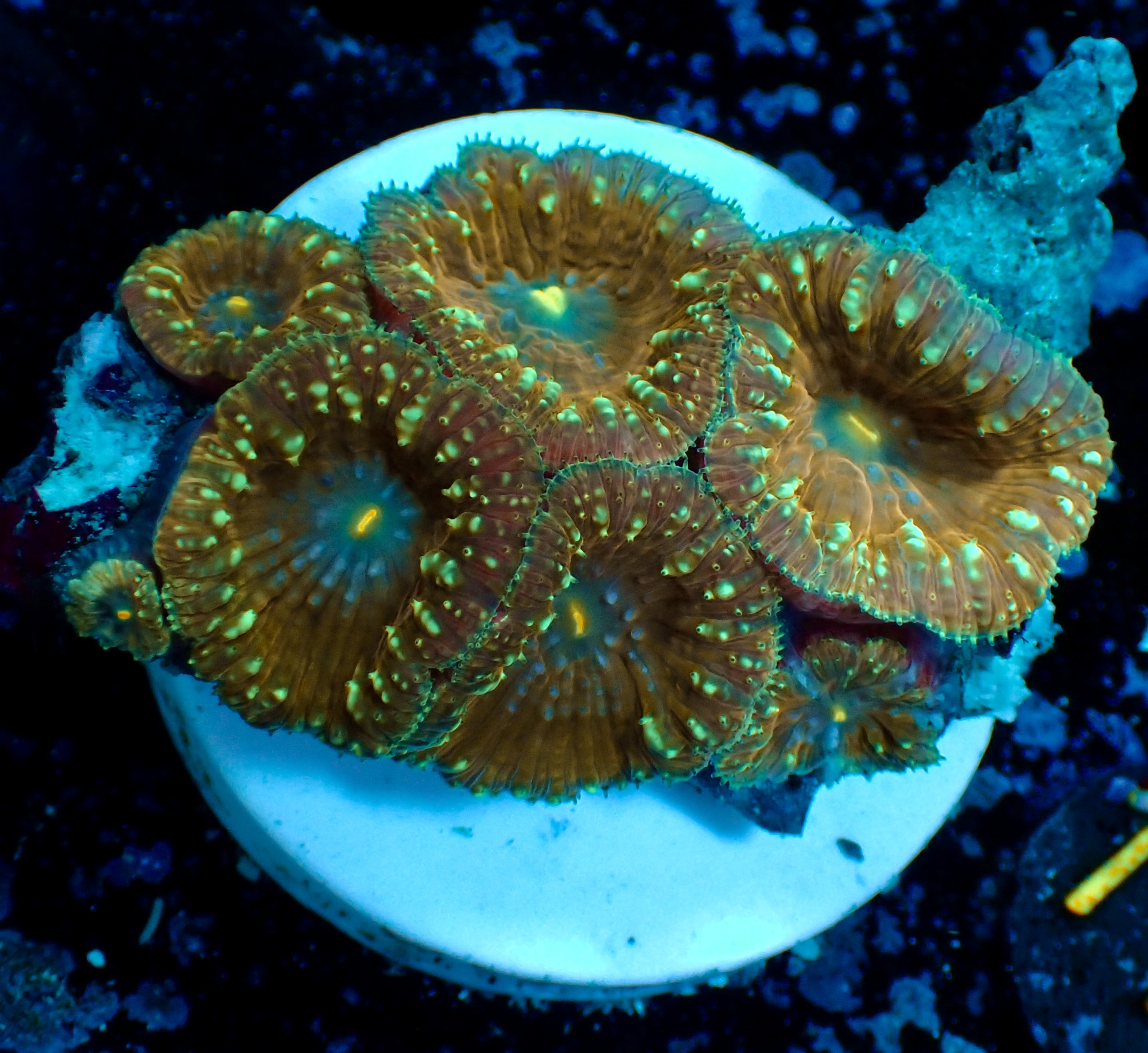Blastomussa Wellsi