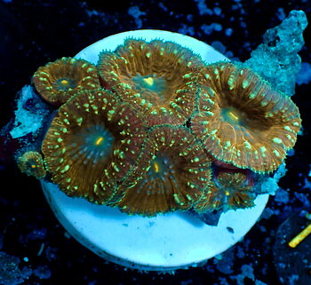 Blastomussa Wellsi
