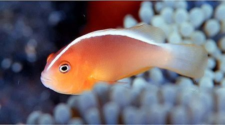 Amphiprion Akallopisos (reef safe)