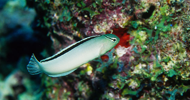 Meiacanthus smithi (reef safe)