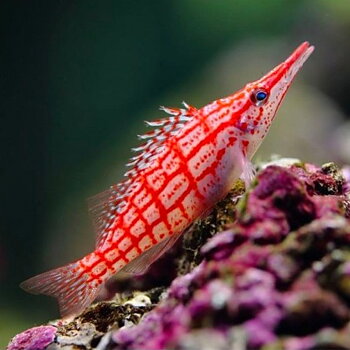 Oxycirrhites typus (reef safe)