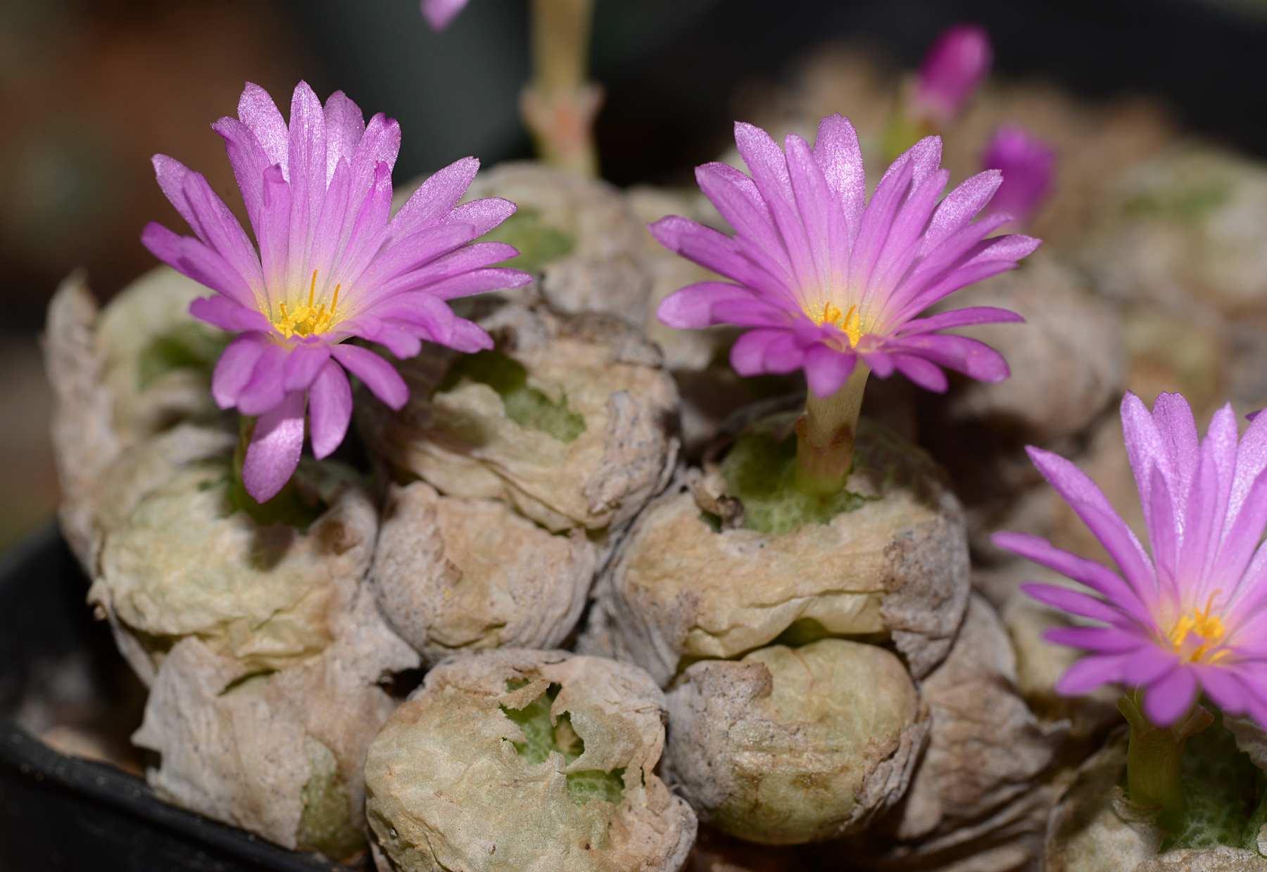 Conophytum fulleri (near Pofadder)