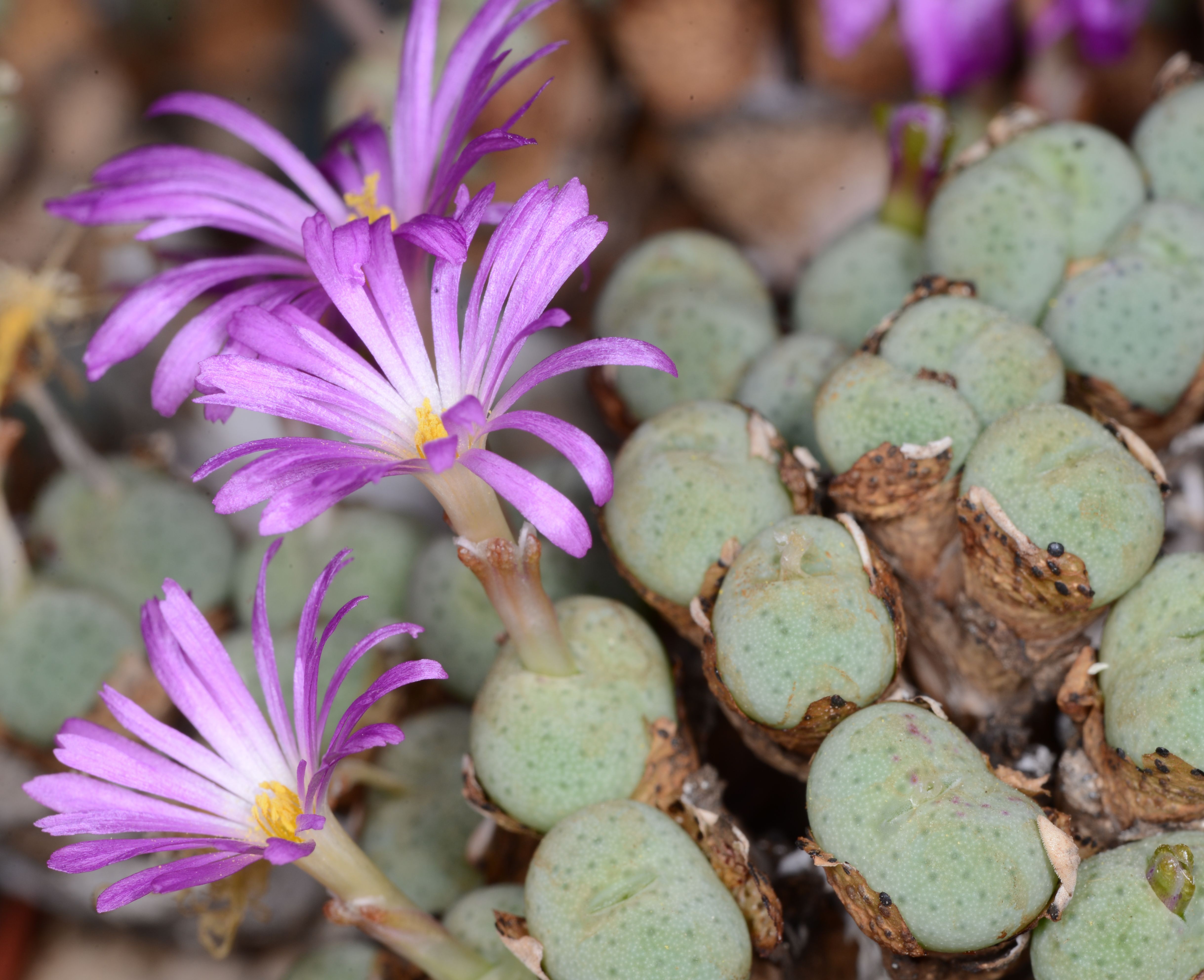 Conophytum jucundum RR1220 (Numees) - 2