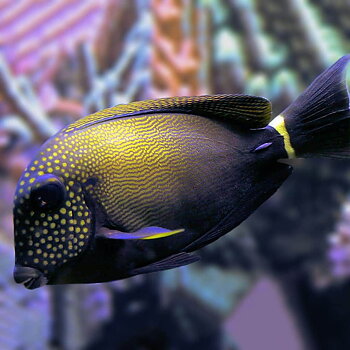 Acanthurus Maculiceps (reef safe)