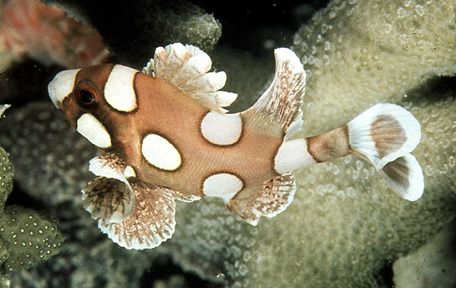 Plectorhinchus chaetodonoides
