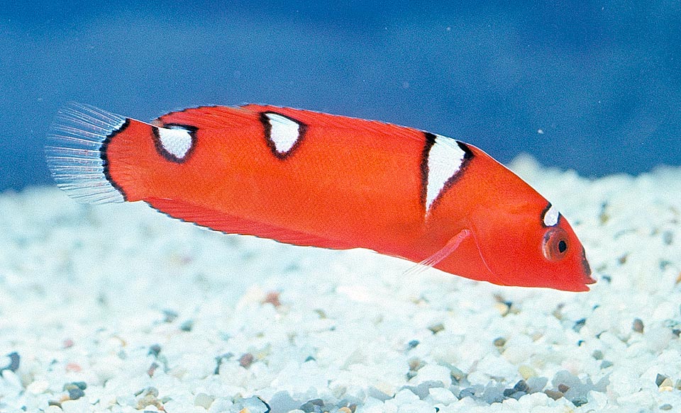 Coris gaimard