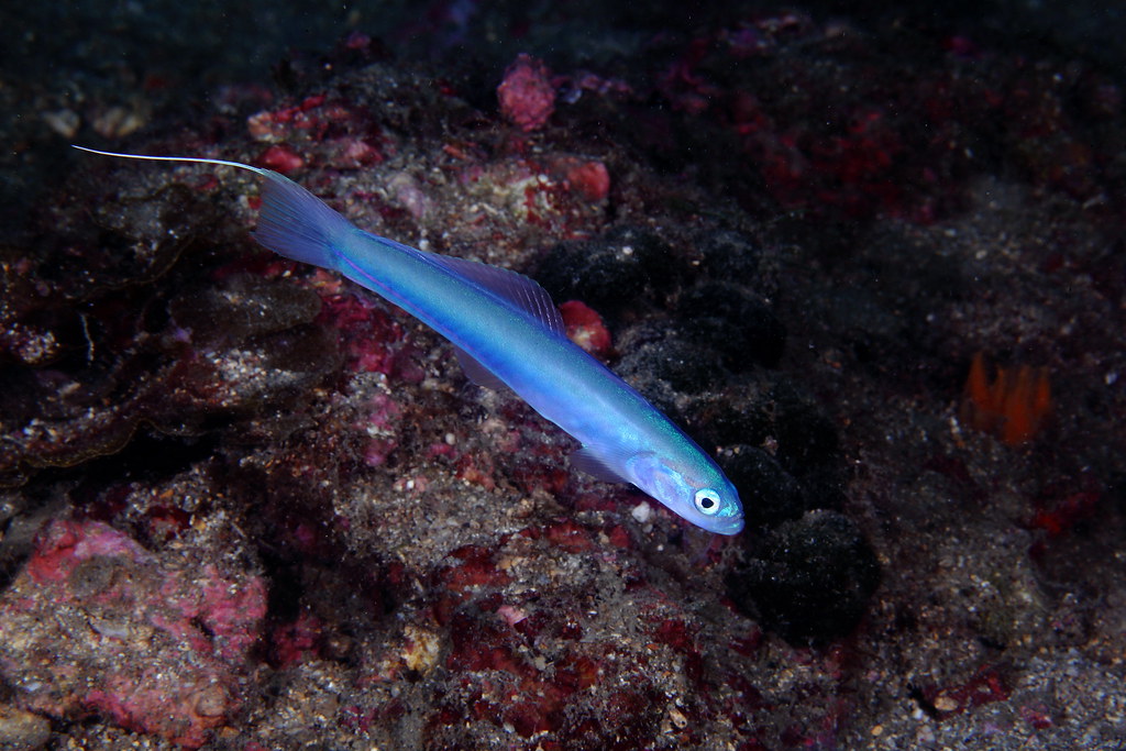 Ptereleotris hanae (reef safe)
