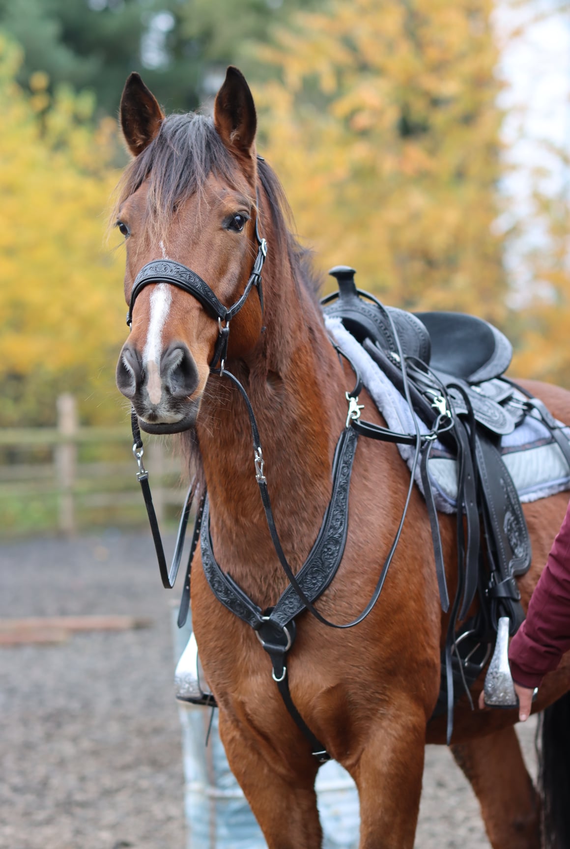 Bitless Bridle Anatomical, Edix© Rose, svart - 14