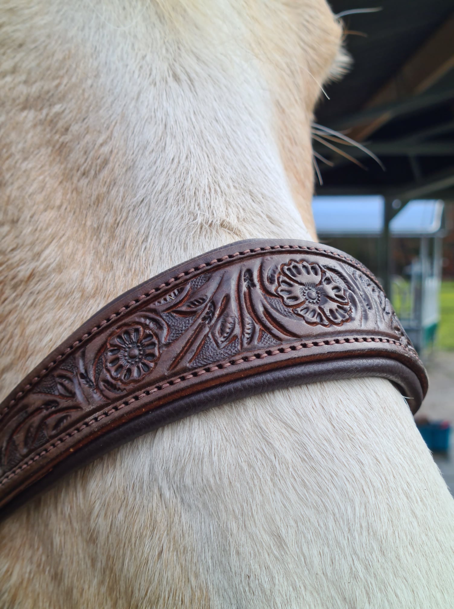 Bitless Bridle Anatomical, Edix© Rose, svart - 8