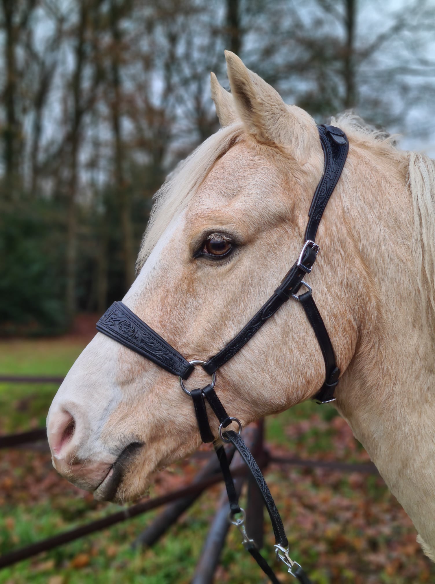 Bitless Bridle Anatomical, Edix© Rose, svart - 9