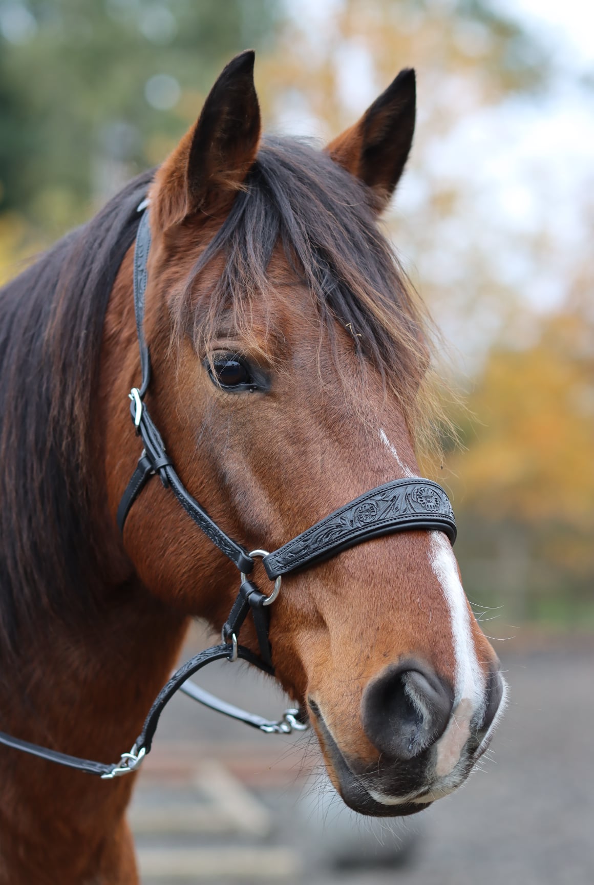 Bitless Bridle Anatomical, Edix© Rose, svart - 12