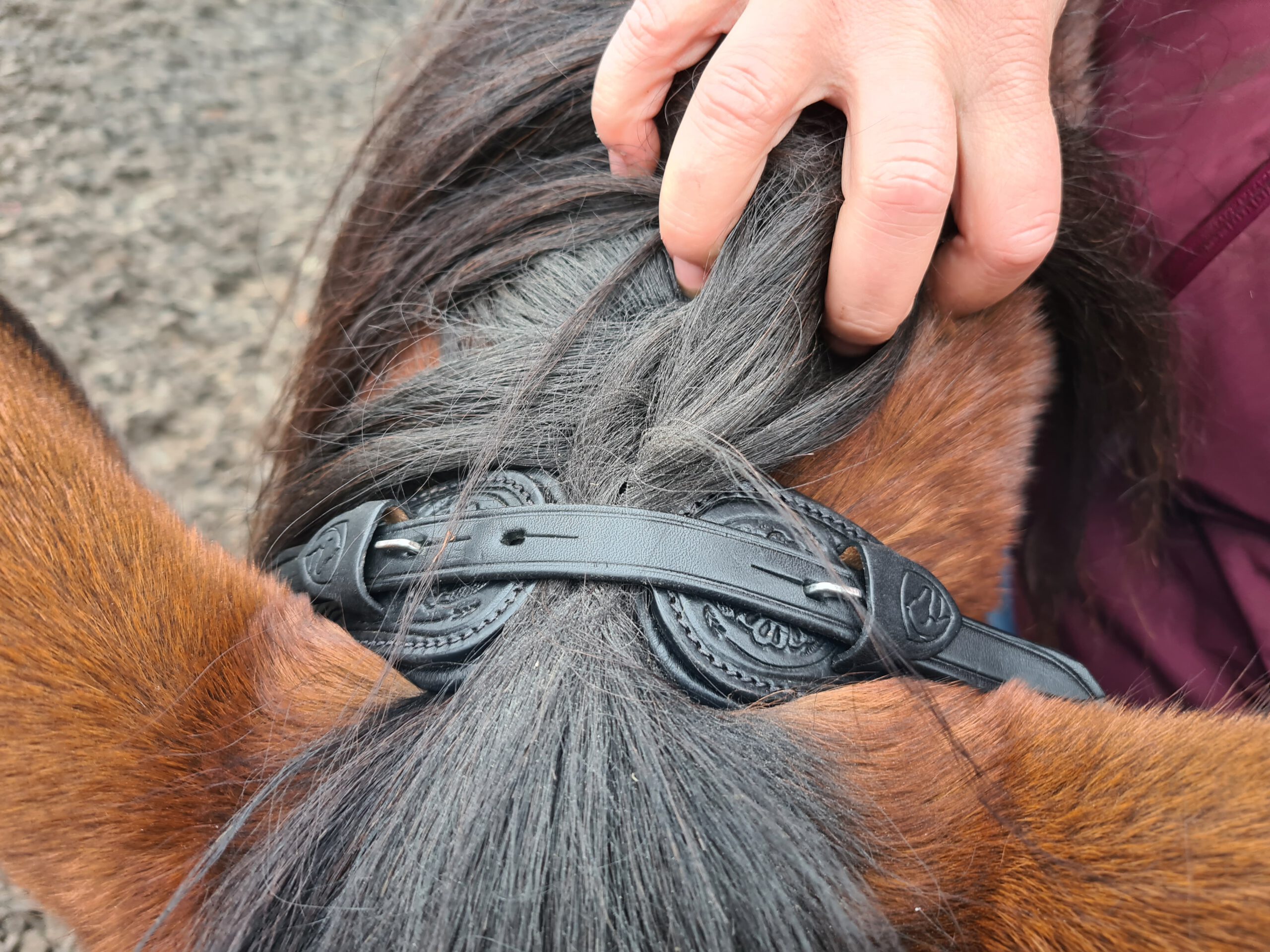 Bitless Bridle Anatomical, Edix© Rose, svart - 13