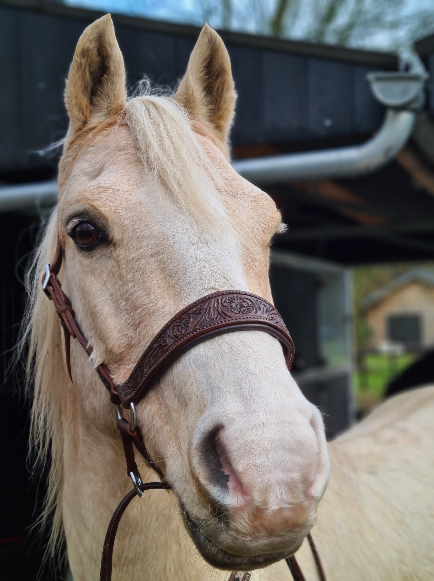 Bitless Bridle Anatomical, Edix© Rose, svart - 6