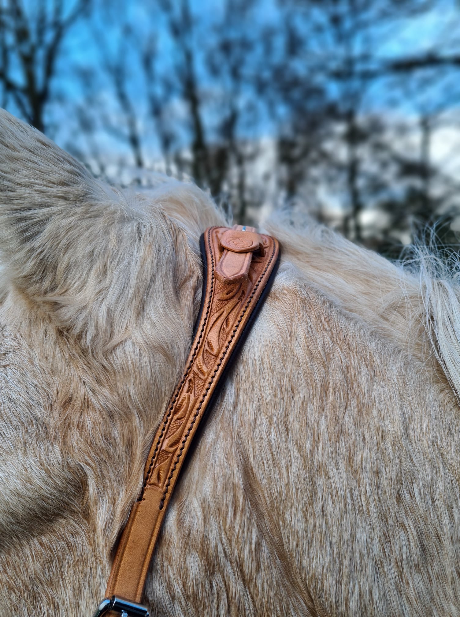 Bitless Bridle Anatomical, Edix© Rose, svart - 3