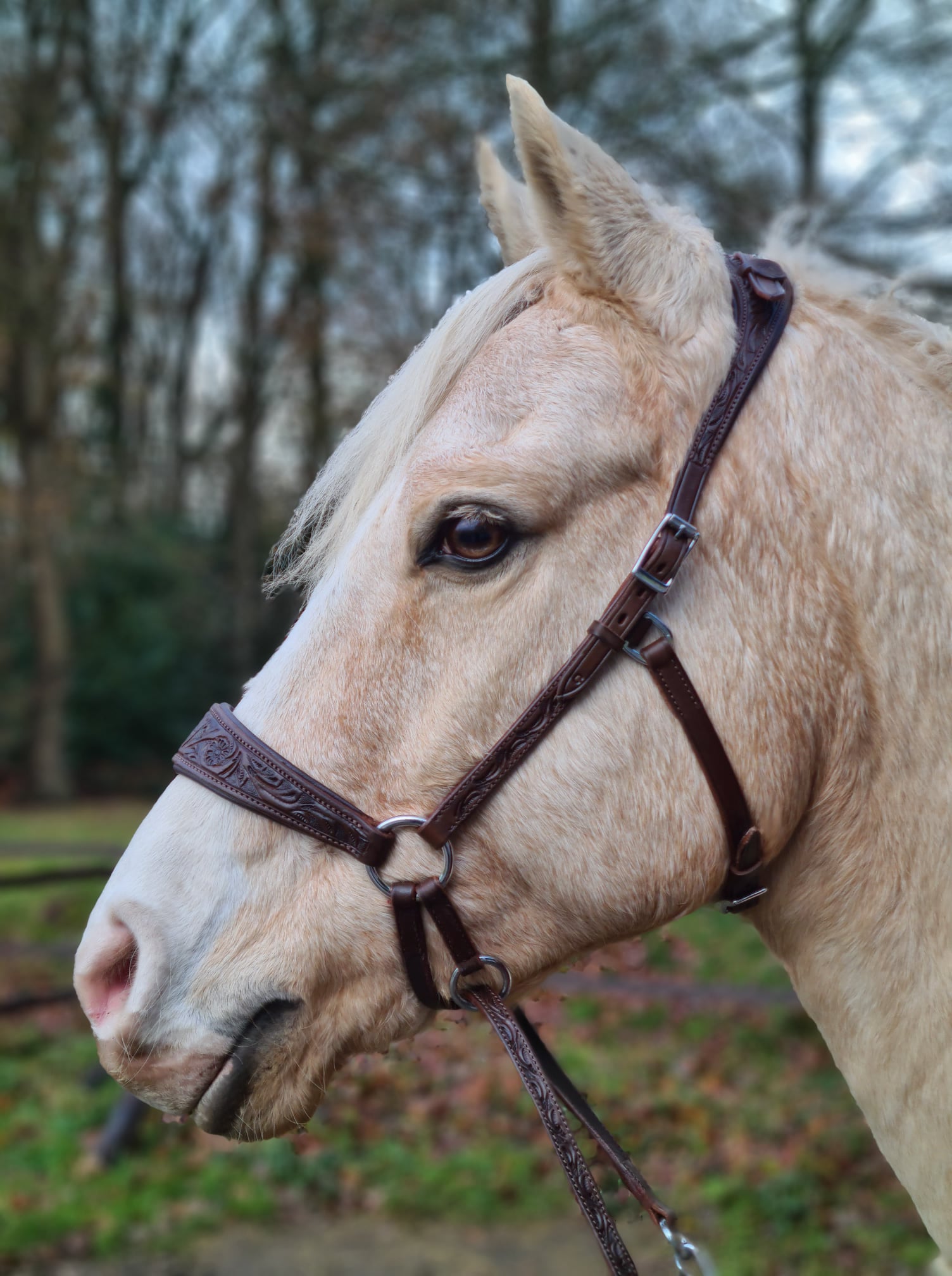Bitless Bridle Anatomical, Edix© Rose, svart - 10