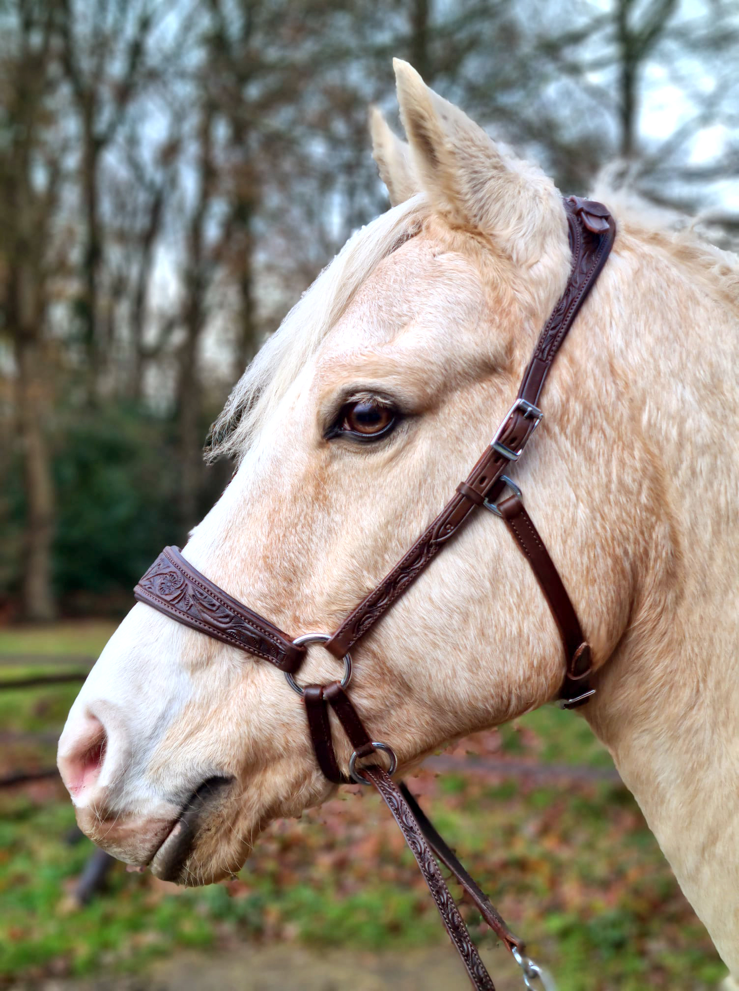 Bitless Bridle Anatomical, Edix© Rose, brown